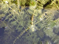 Уруть мутовчатая – Myriophyllum verticillatum L.