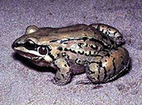 Усатый свистун (Leptodactylus mystacinus)