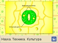 Устьице (схема)