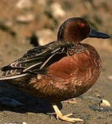 Утки (американская черная кряква)