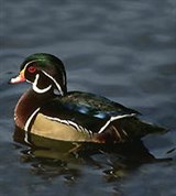 Утки (каролинская утка)