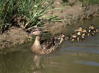 Утки (кряква с утятами)