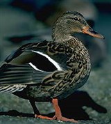 Утки (серая)