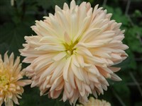 Утро России [Род дендрантема – Dendranthema (DC.) Desmoul]