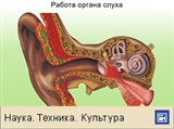 Ухо (работа органов слуха, анимация)