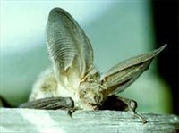 Ушан (голова)