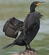 Ушастый баклан (Phalacrocorax auritus)