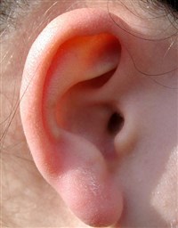Ушная раковина (у человека)