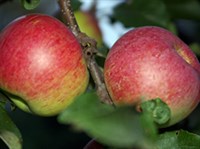 Уэлси (яблоки)