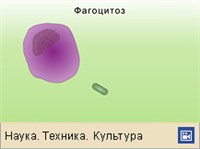 ФАГОЦИТОЗ (анимация)