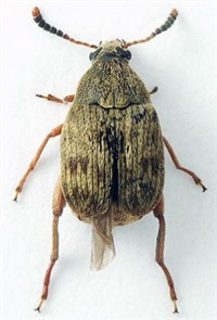 ФАСОЛЕВАЯ ЗЕРНОВКА (взрослая особь)