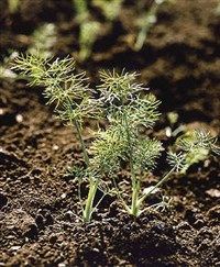 ФЕНХЕЛЬ (обыкновенный)