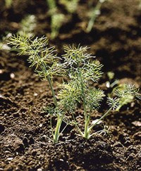 ФЕНХЕЛЬ ОБЫКНОВЕННЫЙ