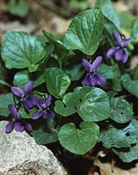 ФИАЛКА ДУШИСТАЯ