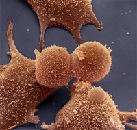 ФИБРОБЛАСТЫ (человека)