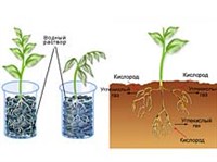 ФИЗИОЛОГИЯ (дыхание корней растений)