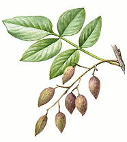 ФИСТАШКА (гроздь спелых плодов)