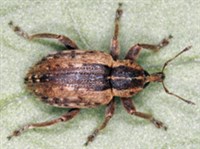 ФИТОНОМУС (фотография)