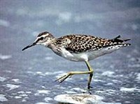 ФИФИ (Tringa glareola)