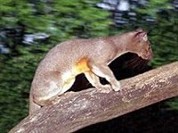 ФОССА (Cryptoprocta ferox)