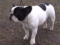 ФРАНЦУЗСКИЙ БУЛЬДОГ