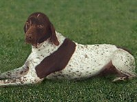 ФРАНЦУЗСКИЙ ГАСКОНСКИЙ ПОЙНТЕР