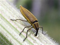 ФРАЧНИК (Lixus iridis)