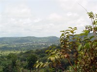 ФУТА-ДЖАЛЛОН (вид)