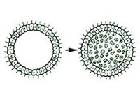 Фагоцителлы теория