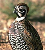 Фазановые (плачущий перепел)