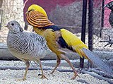 Фазаны (золотой фазан)