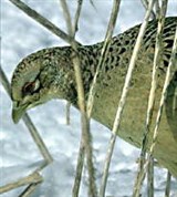 Фазан (самка)