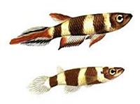 Факельный эпиплятис (Рисунок)