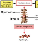Факторы, стимулирующие эритропоэз