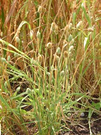Фаларис канарский, птичий – Phalaris canariensis L.