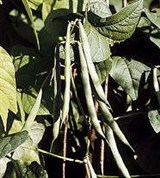 Фасоль (обыкновенная)