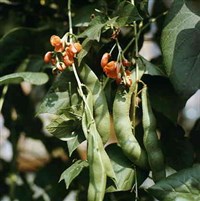 Фасоль (огненная)