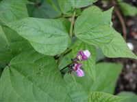 Фасоль обыкновенная – Phaseolus vulgaris L.