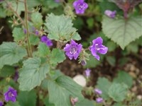 Фацелия Парри – Phacelia parryi Torr.