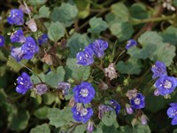Фацелия колокольчатая – Phacelia campanularia A.Gray.