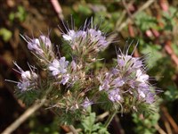 Фацелия пижмолистная – Phacelia tanacetifolia Benth. (1)