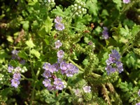 Фацелия скученная – Phacelia congesta Hook.