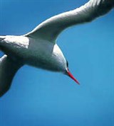 Фаэтон (в полете)