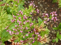 Федия рогатая, рог изобилия, африканская валериана – Fedia cornucopiae (L.) Gaertn. (1)