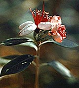 Фейхоа (акка)