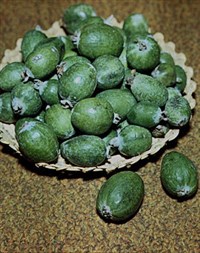 Фейхоа (плоды)