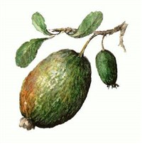 Фейхоа [кулинария]