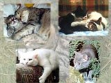 Фелинология (домашние кошки)