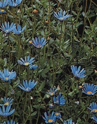 Фелиция амеллюсовидная – Felicia amelloides (L.) Voss.