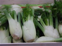 Фенхель обыкновенный – Foeniculum vulgare Mill. (1)